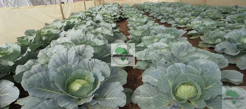 Mature Cabbages 