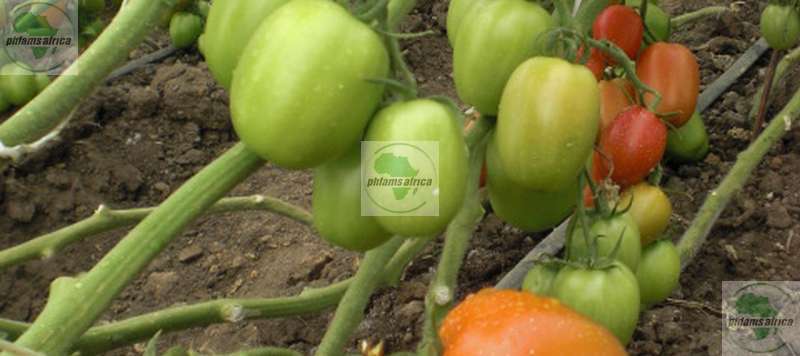 Green tomatoes
