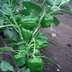 Green pepper thumbnail
